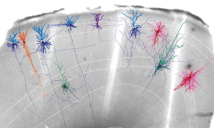 Mapped neurons in the brain