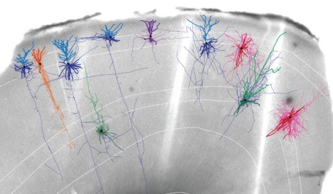 Mapped neurons in the brain
